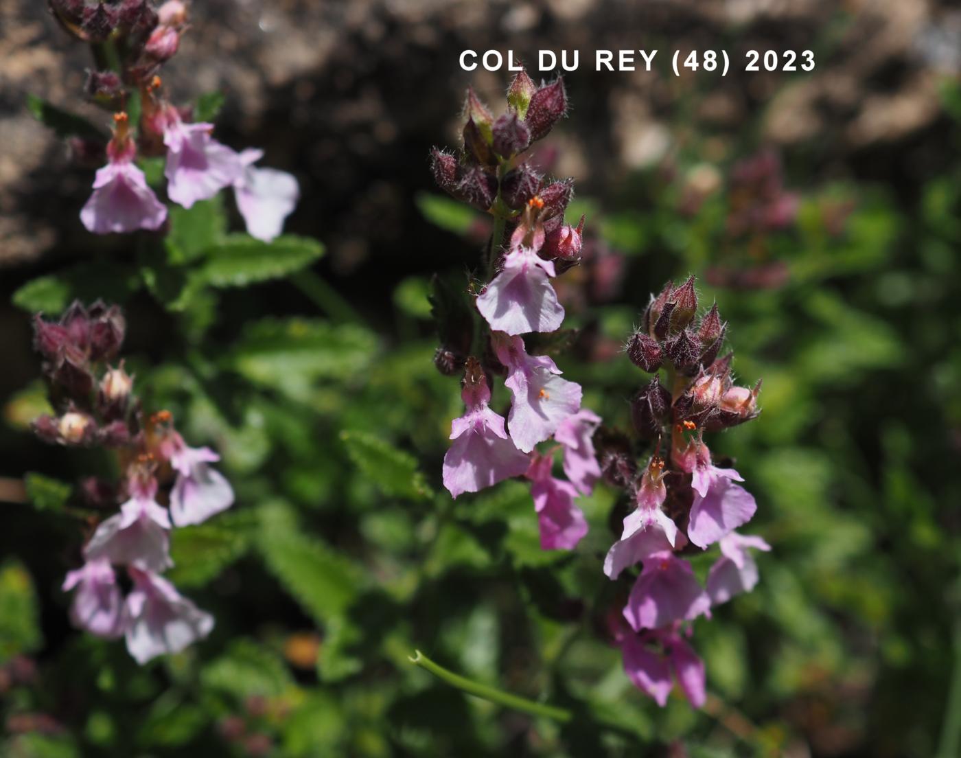 Germander, Wall flower